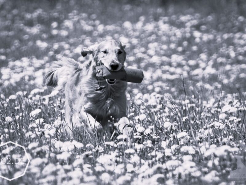 9130422_orig-SW-gross